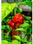 Carolına Reaper Pepper / 2,5 Milyon Scoville - Gerçek Taze Acı Biber 3