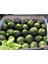 Nadir Topak Yeşil Dolmalık Kabak Tohumu 20 Adet Tohum 2