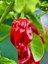 Jamaıcan Red Habanero / 425.000 Scoville - Gerçek Taze Acı Biber 2