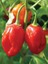 Jamaıcan Red Habanero / 425.000 Scoville - Gerçek Taze Acı Biber 4