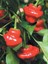 Jamaıcan Hot Red Pepper / 300.000 Scoville - Gerçek Taze Acı Biber 2