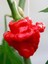 Jamaıcan Hot Red Pepper / 300.000 Scoville - Gerçek Taze Acı Biber 3