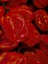 Jamaıcan Hot Red Pepper / 300.000 Scoville - Gerçek Taze Acı Biber 4