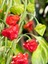 Jamaıcan Hot Red Pepper / 300.000 Scoville - Gerçek Taze Acı Biber 5