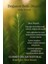 Niaouli Yağı (Nioli) %100 Saf Doğal Seyreltilmemiş (Melaleuca Quinguenervia Oil) 10 ml 4