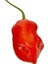 Komodo Dragon Pepper / 1,4 – 2,2 Milyon Scoville - Gerçek Taze Acı Biber 2