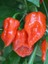 Komodo Dragon Pepper / 1,4 – 2,2 Milyon Scoville - Gerçek Taze Acı Biber 4