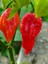 Komodo Dragon Pepper / 1,4 – 2,2 Milyon Scoville - Gerçek Taze Acı Biber 5