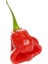 Rocotillo Pepper / 2500 Scoville - Gerçek Taze Acı Biber 2