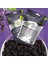 Kurutulmuş Üzüm 100 gr 4