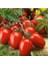 10 Adet Geleneksel Bursa Domates Tohumu 1