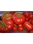 Mis Kokulu Yayla Domatesi Tohumu 30 Adet Domates Tohumu 2