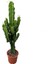 Euphorbia Ingens (Kaktüs) 1