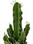 Euphorbia Ingens (Kaktüs) 2