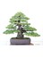 Tohumdan Bonsai Başlangıç Kiti - Japon Beyaz Çamı 2