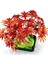 LEGO Botanicals Japon Kırmızı Akçaağaç Bonsai Ağacı 10348 2