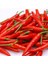 30 Adet Şili Biberi Tohumu 2