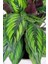 Calathea Beauty Star Bitkisi 'dua Çiçeği' 1