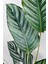Calathea Beauty Star Bitkisi 'dua Çiçeği' 3