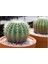 10 Adet Tohum Kaktüs Çiçeği Tohumu Dikenli Kaktüs Tohumu Skulennt Çiçeği 4