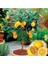 10 Adet Tohum Bodur Bonsai Limon Ağacı Tohumu Italyan Limon Seti Saksı Toprak Sürpriz Hediyeli 1
