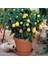 10 Adet Tohum Bodur Bonsai Limon Ağacı Tohumu Italyan Limon Seti Saksı Toprak Sürpriz Hediyeli 2