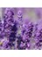 300 Adet Tohum Lavanta Çiçeği Tohum Mor Lavanta Ingiliz Saksı Toprak 1