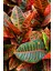 Kroton Bitkisi Xl Boy 'croton Mammey' 1