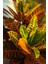Kroton Bitkisi Xl Boy 'croton Mammey' 3
