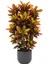 Kroton Bitkisi Xl Boy 'croton Mammey' 4