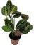 Ithal Cins Calathea Marantha Dua Çiçeği P12 1