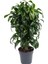 Dracaena Fragrans Dorado Bitkisi Xl Boy 2