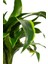 Dracaena Fragrans Dorado Bitkisi L Boy 3