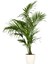 Kentia Palmiyesi Bitkisi Xl Boy 'howea Forsteriana' 4