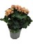 Begonia Elatior Ithal Cins Katmerli Begonya Çift Renkli (Sarı-Pembe) 1