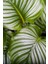 Calathea Orbifolia Bitkisi 'dua Çiçeği' 1