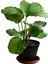 Calathea Orbifolia Bitkisi 'dua Çiçeği' 2