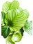 Calathea Orbifolia Bitkisi 'dua Çiçeği' 3