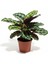 Calathea Helen Kennedy Bitkisi 'dua Çiçeği' 4
