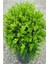 Şimşir (Buxus Sempervirens) Fidanı 10-20 cm 1