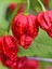7 Pot Barrackpore Pepper 1 / 1 Milyon Scoville - Gerçek Taze Acı Biber 1
