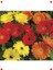 Karışık Kesme Gerbera F1 Tohumu - 5 Adet 1