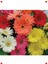 Karışık Kesme Gerbera F1 Tohumu - 5 Adet 3