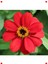 Kırmızı Zinnia Tohumu - Mini & Çok Çiçekli (8 Adet) 3