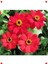 Kırmızı Zinnia Tohumu - Mini & Çok Çiçekli (8 Adet) 4
