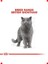 Yetişkin British Kedi Maması - 4 kg 5