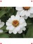Beyaz Zinnia Tohumu (Mini Çok Çiçekli, 8 Adet) 1