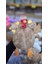 23 cm Oturan Peluş Tavuk Oyuncak - Yumuşak Dolgulu Sevimli Peluş Hayvan 2