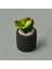 Mini Pot Sukulent - Siyah - 8X6X6 cm 3