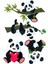 Panda Telefon Laptop Notebook Tablet Defter Matara Stiker Etiket ST2042 1